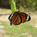 14 Butterflys